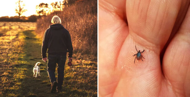 How to avoid tick bites this summer