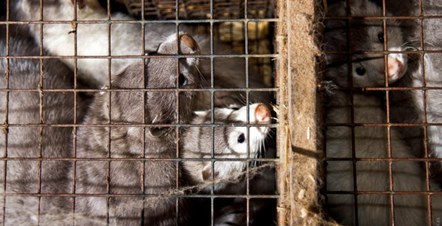 Swedish government proposes financial aid to help close mink farms