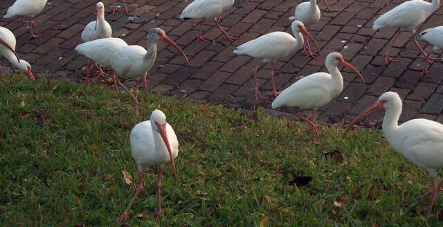 American Ornithological Society to change ‘racist’ bird names